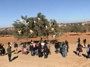 argan trees morocco